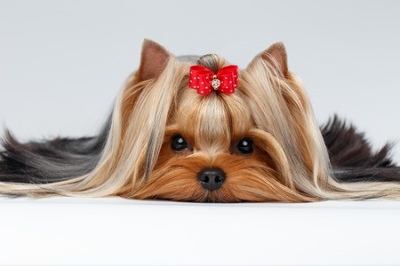 43235291 - closeup portrait of yorkshire terrier dog lying on white background
