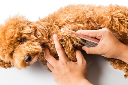 42280721 - close up of dog fur combing and detangling during grooming